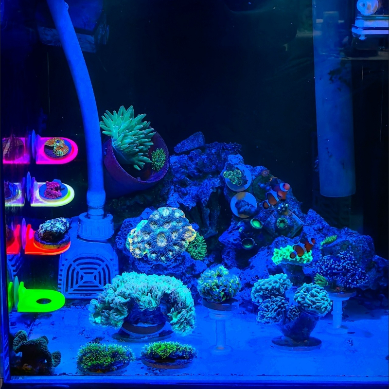 Color Random Coral Frag Holder - Aquarium Marine Color avis et prix