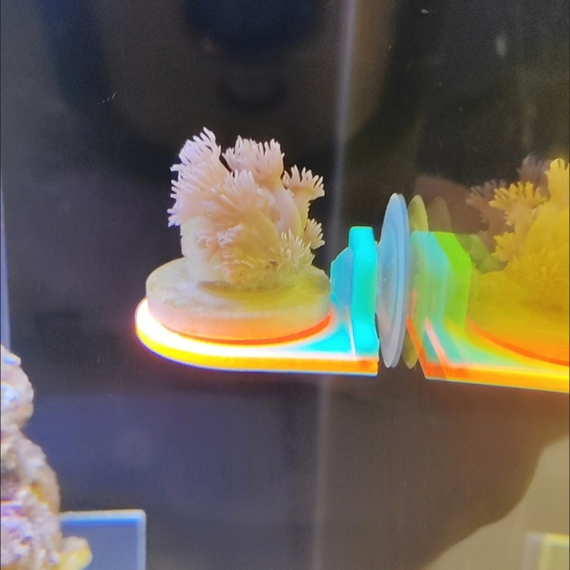 Color Random Coral Frag Holder - Aquarium Marine Color avis et prix